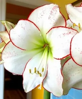 6" Amaryllis Picasso