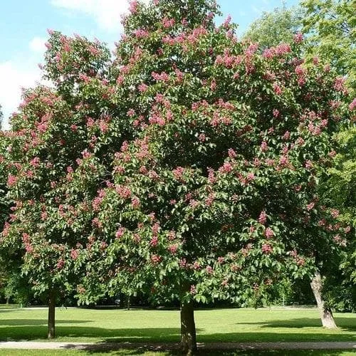 Aesculus x carnea Briotii