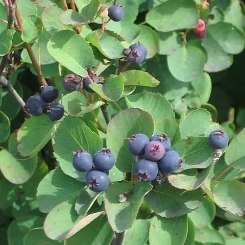 Amelanchier alnifolia Obelisk