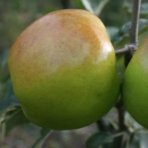 Apple Glenstal Cooker