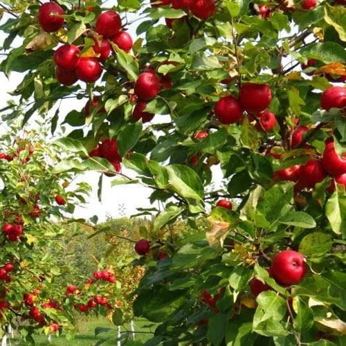 Apple Lough Tree of Wexford