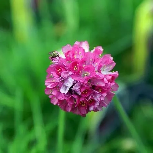 Armeria maritima Splendens