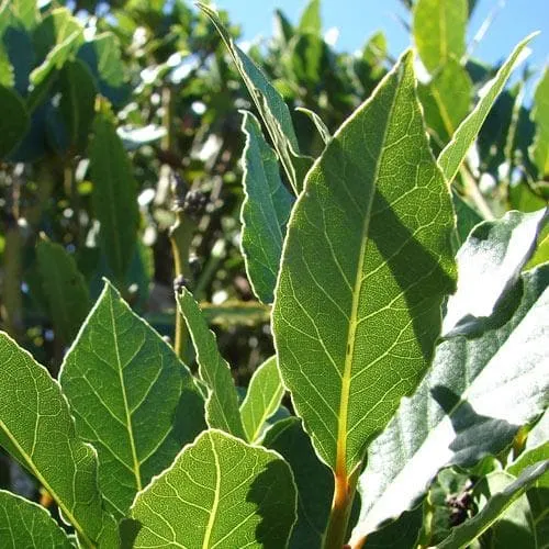 Bay Laurel