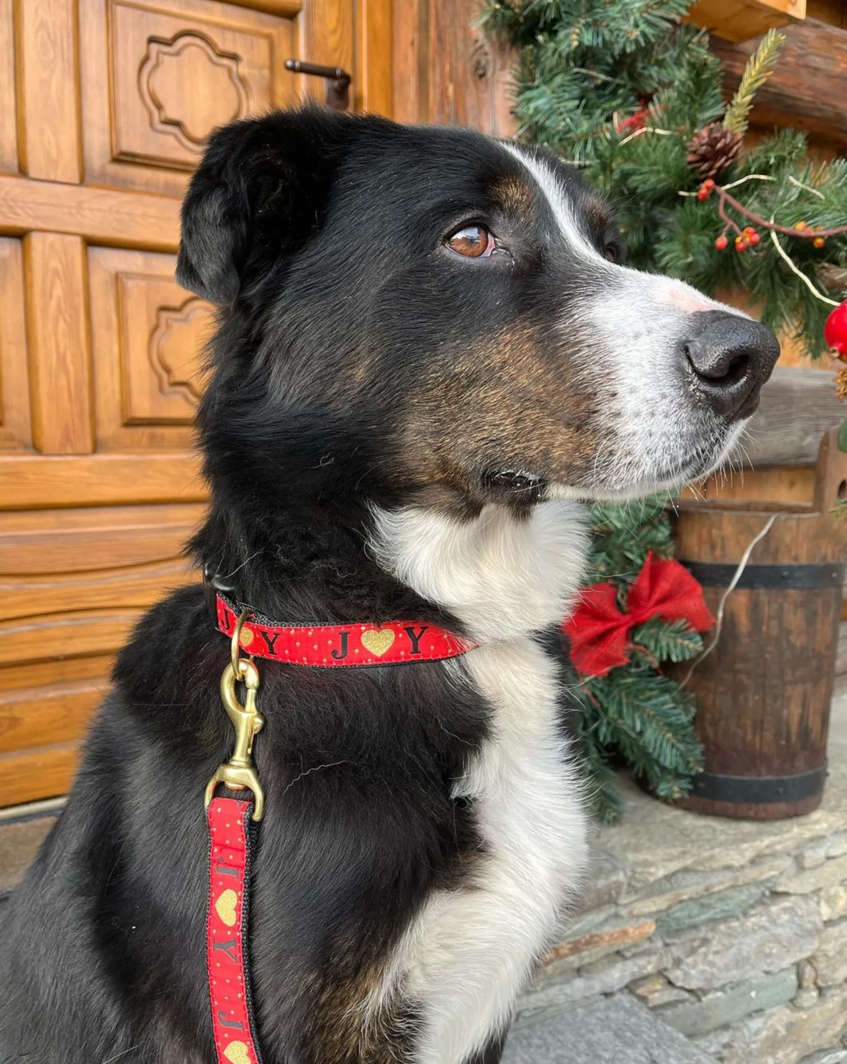 Collar | Christmas Joy