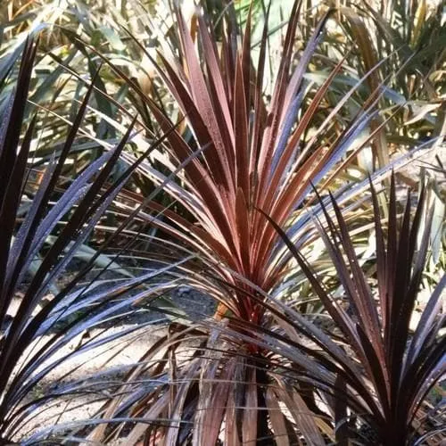 Cordyline Red Star