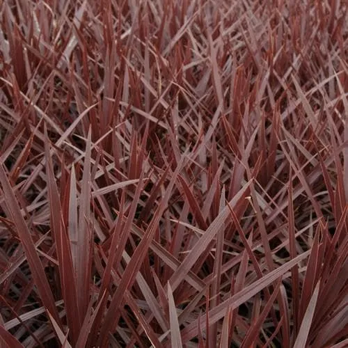 Cordyline Red Star