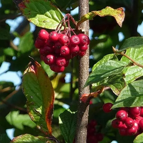 Cotoneaster bullatus