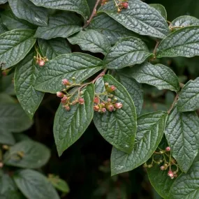 Cotoneaster bullatus