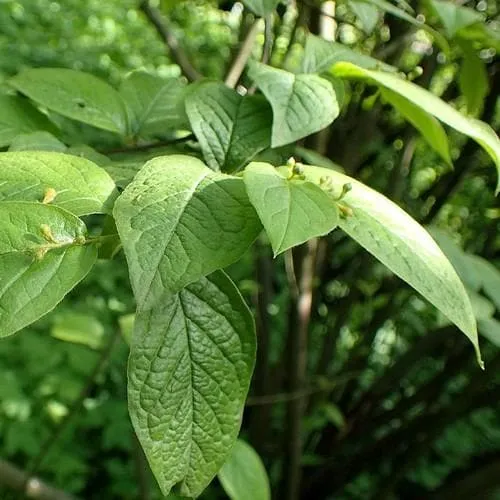 Cotoneaster bullatus