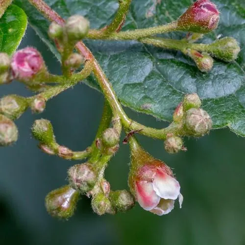 Cotoneaster bullatus