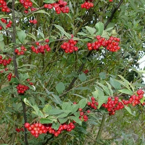 Cotoneaster bullatus