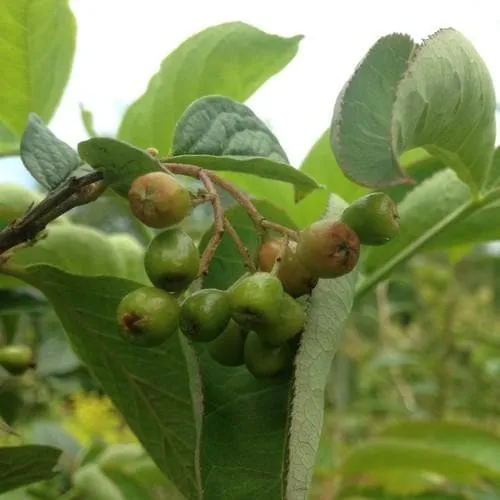 Cotoneaster bullatus