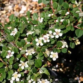 Cotoneaster procumbens Queen of Carpets