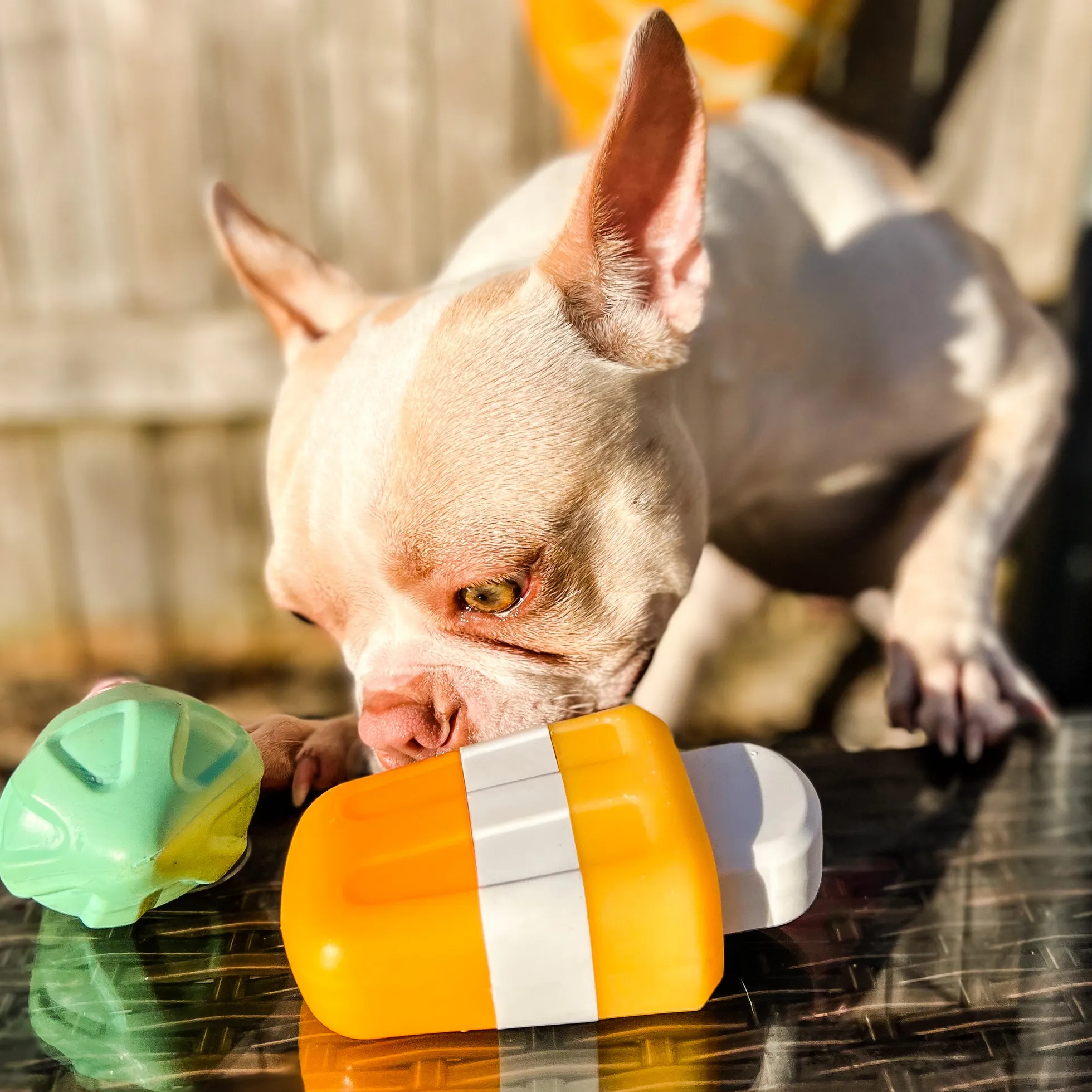 Creamsicle Pup