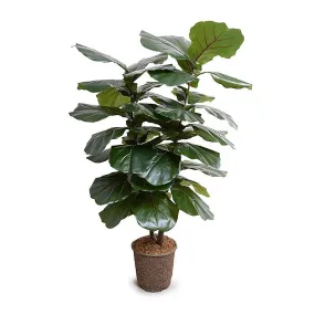 Fiddle Leaf Fig Large-Leaf Tree 64"