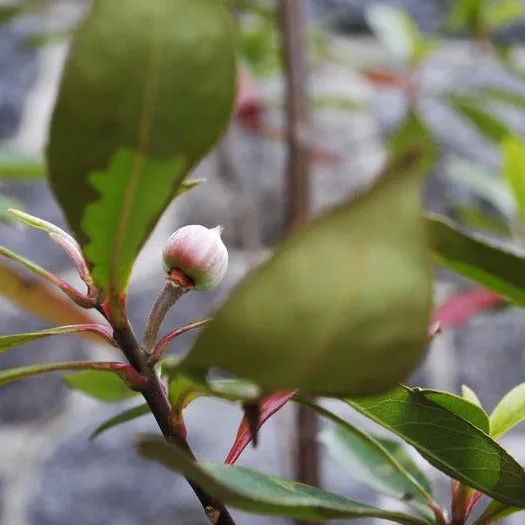 Gordlinia - x Gordlinia grandiflora