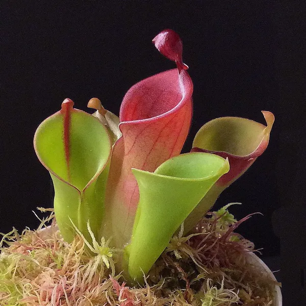 Heliamphora heterodoxa x minor