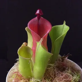 Heliamphora heterodoxa x minor