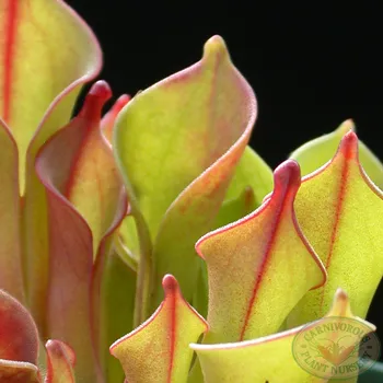 Heliamphora heterodoxa x minor