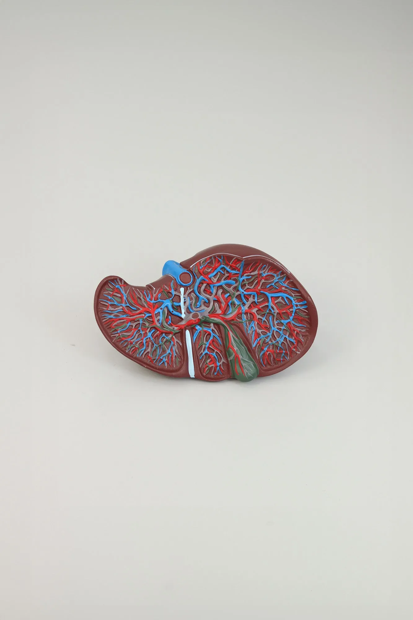 Liver Anatomical Model