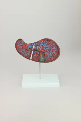 Liver Anatomical Model